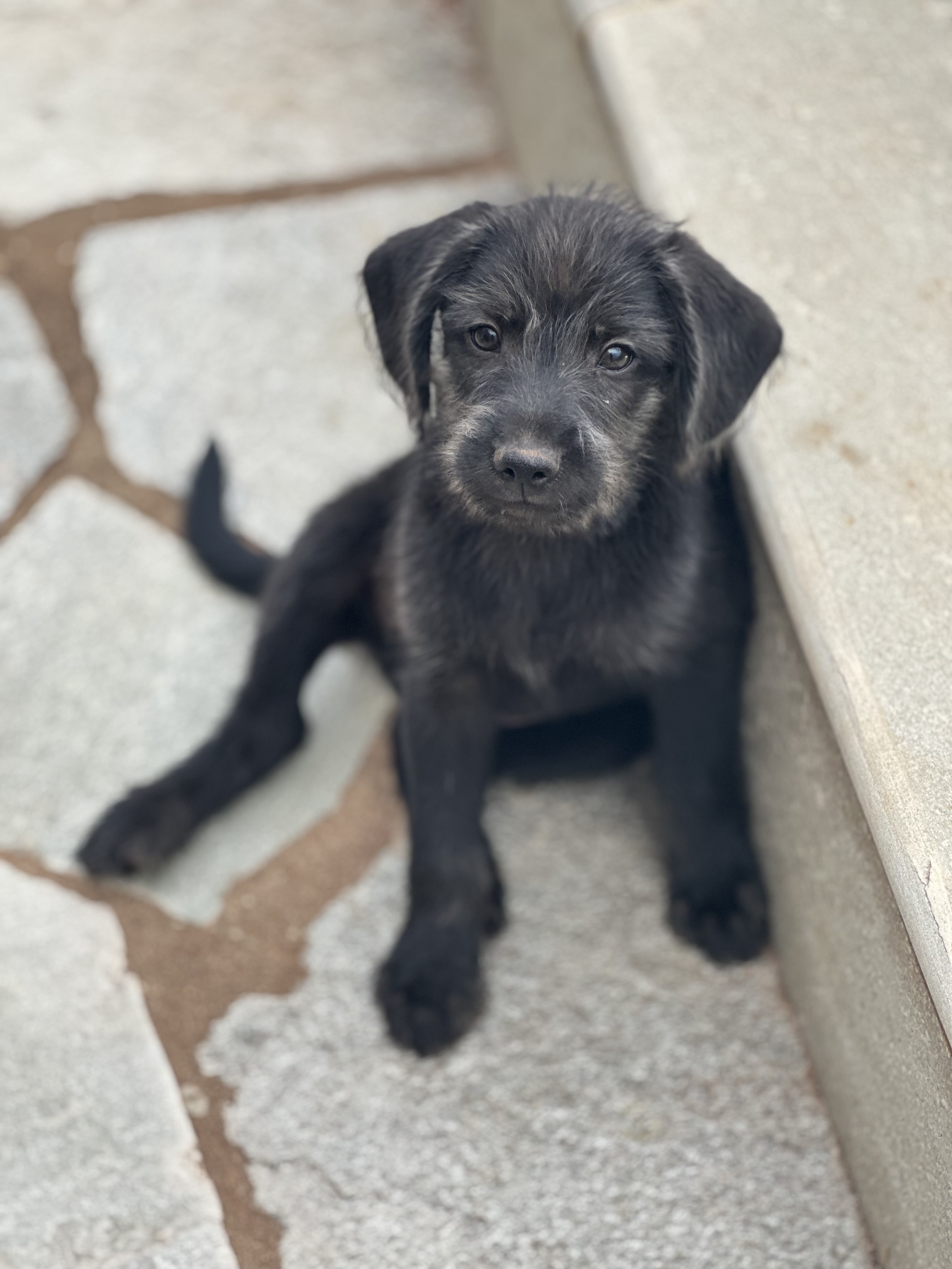 Portal Adocão Adote cachorrinho super dócil e mansinho Gama
