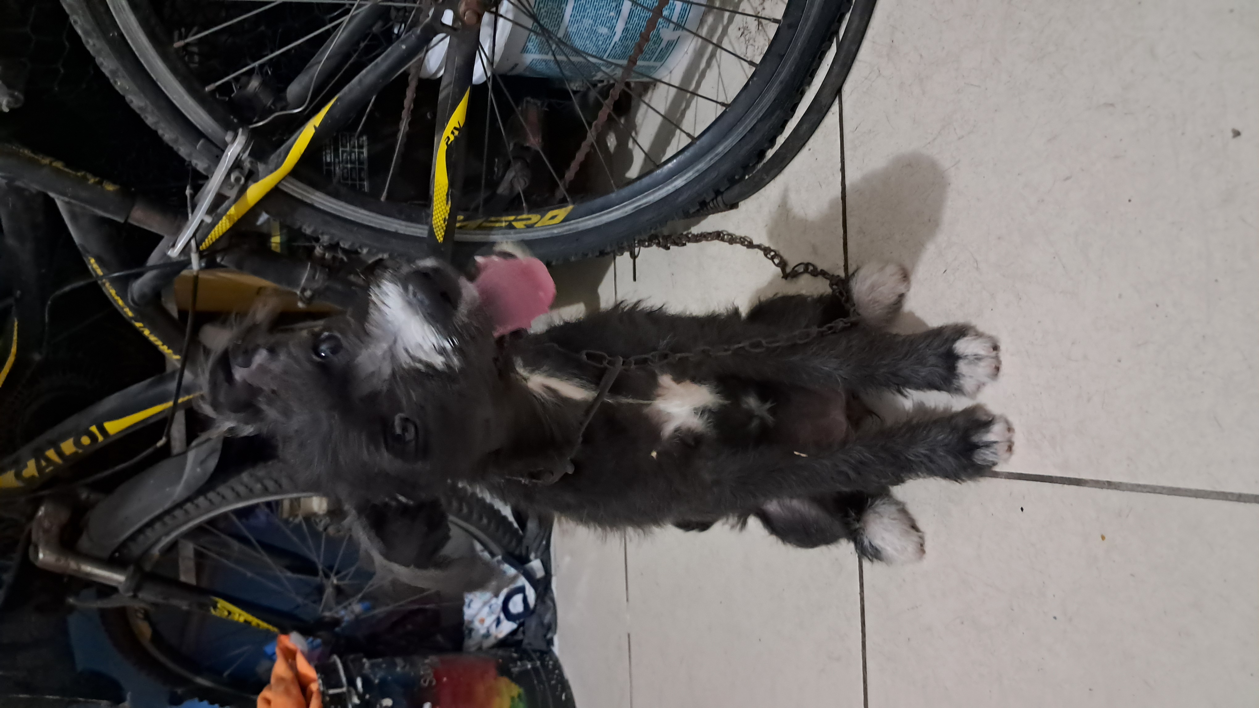 Portal Adocão Cachorrinho Vira-Lata Fortaleza