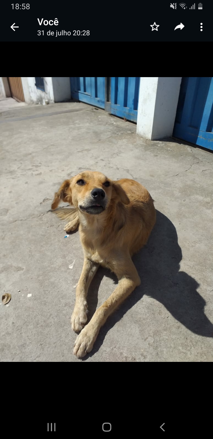 Portal Adocão Três cachorros dóceis resgatados - doação  Belo Horizonte 