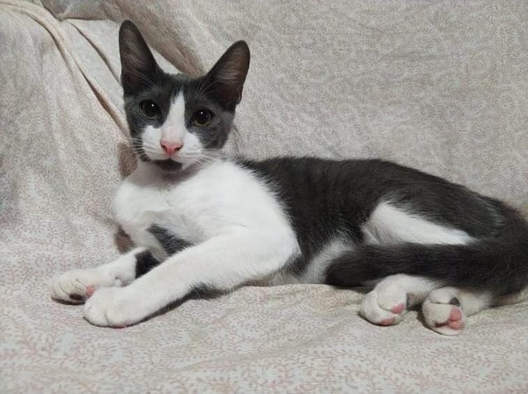 Portal Adocão gatinhos para doação  Rio de Janeiro