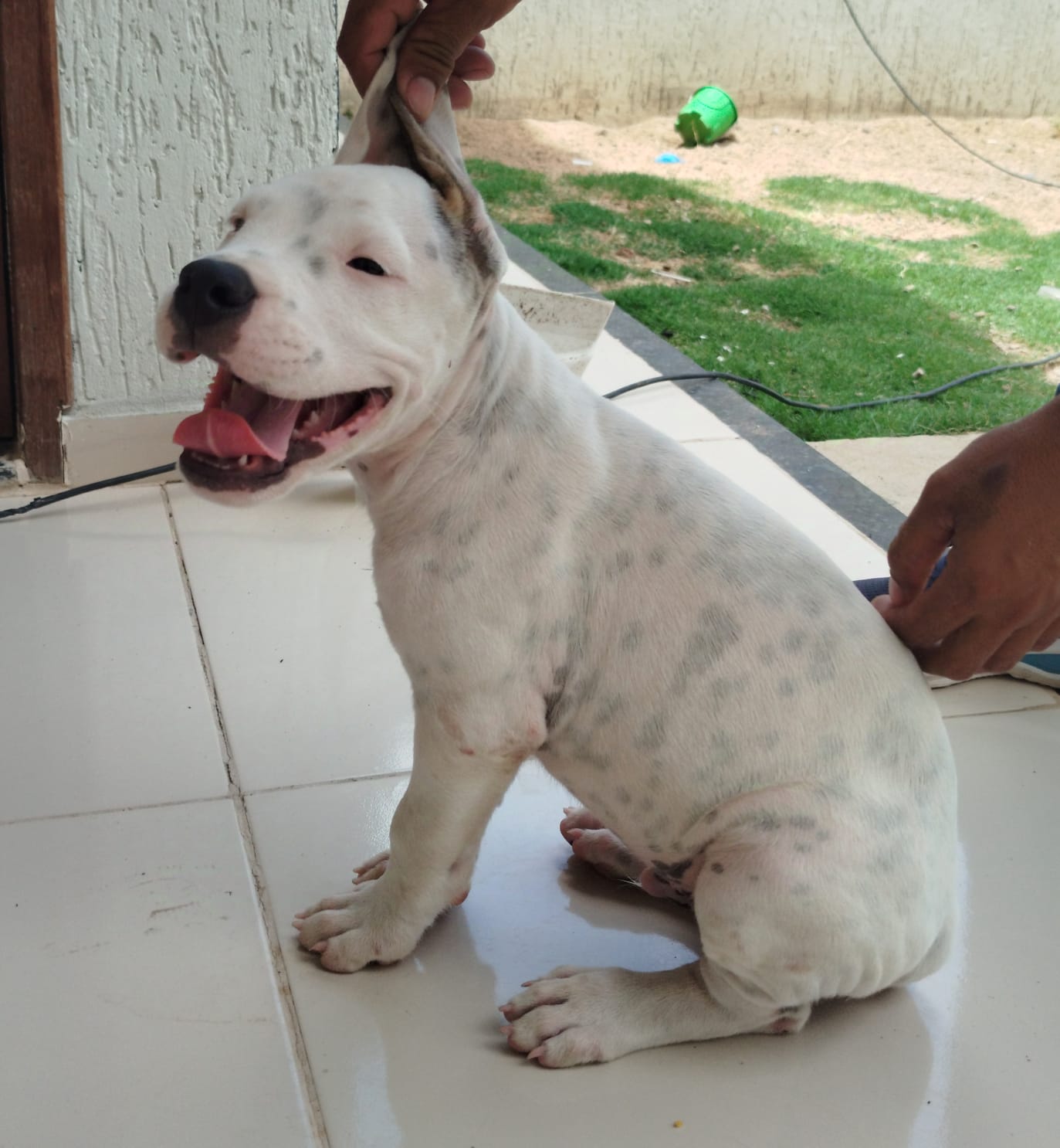 Portal Adocão Vendo Dogo argentino  Fortaleza