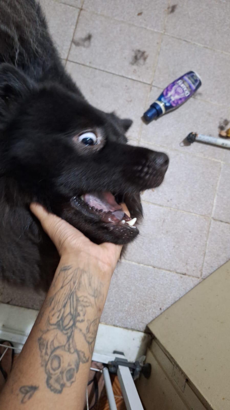 Portal Adocão Chow-chow Ozzy buscando novo lar URGENTE Duque de Caxias