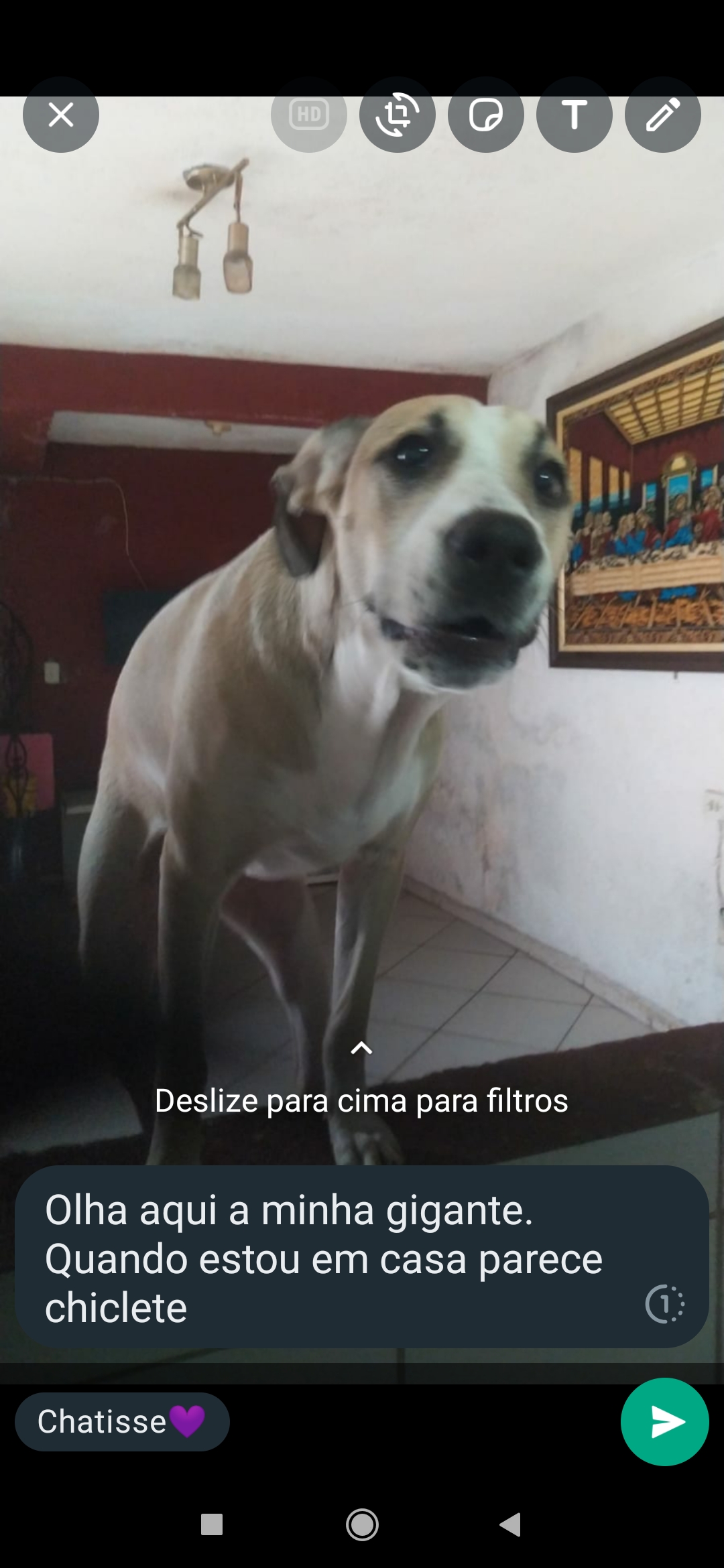 Portal Adocão Doa - se uma cachorra de 8 meses São Paulo 