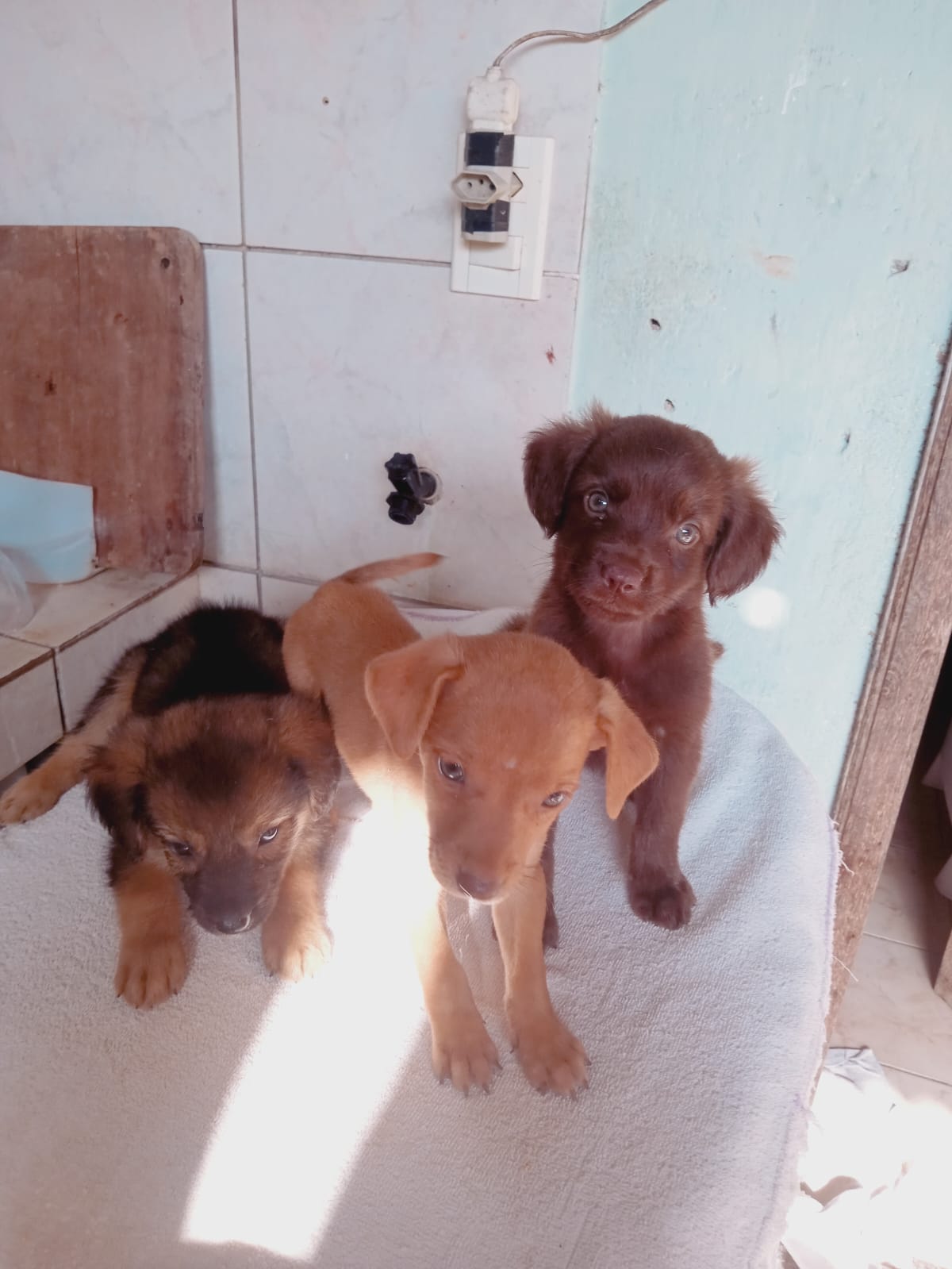 Portal Adocão Cães  Belém