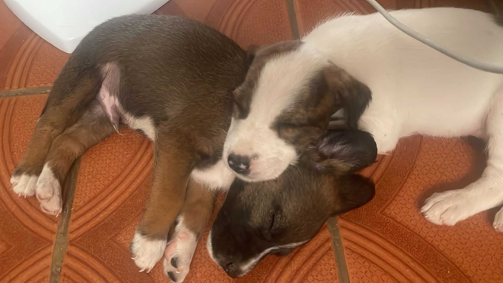 Portal Adocão 30 dias de nascido Maceio