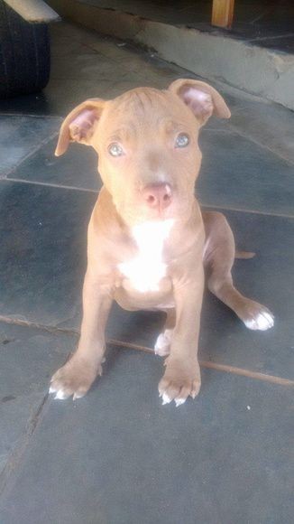 Portal Adocão 2 filhotes de Pitbull  Volta redonda, Resende, Barra Mansa 