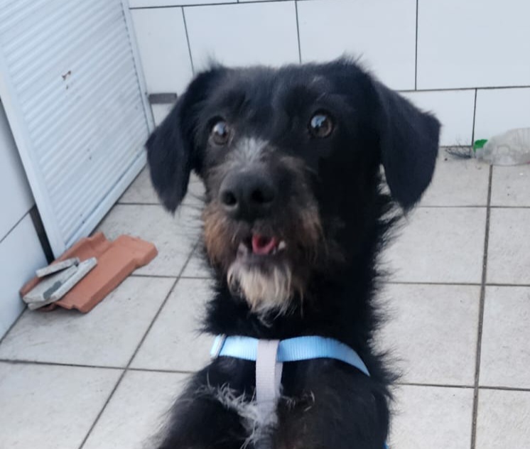 Portal Adocão Cachorrinha castrada e vacinada de 11 meses para adoção responsável no Rio de Janeiro  Rio de Janeiro 