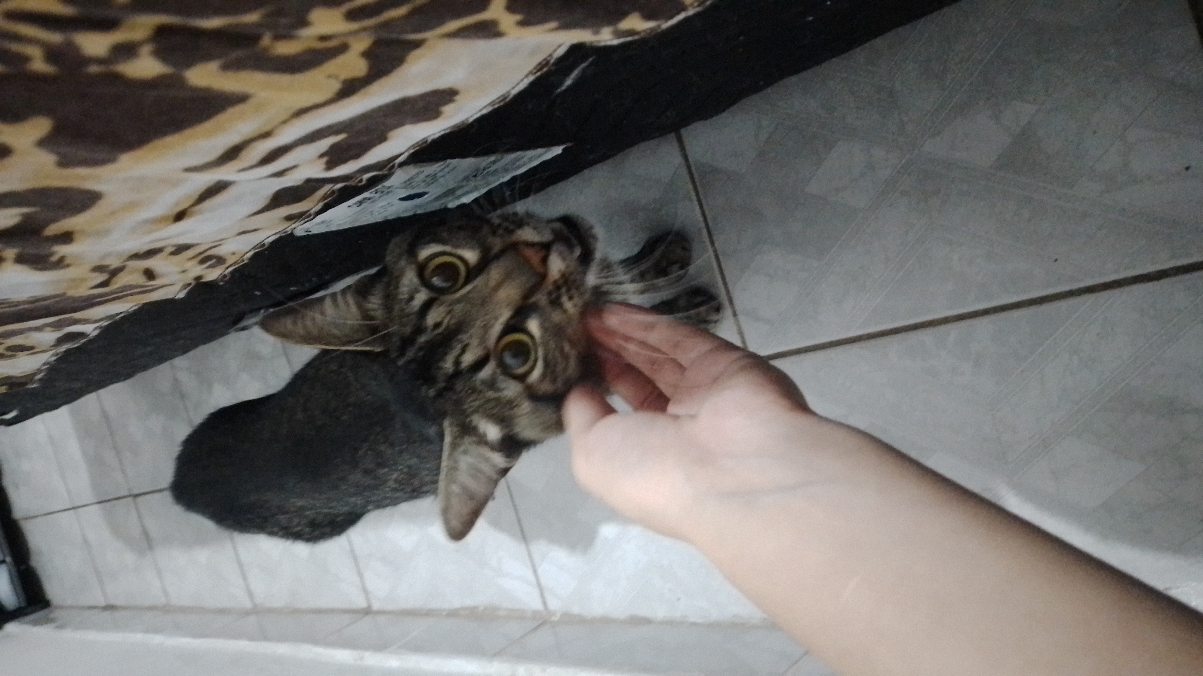 Portal Adocão Doa-se gatinho macho  São Paulo 