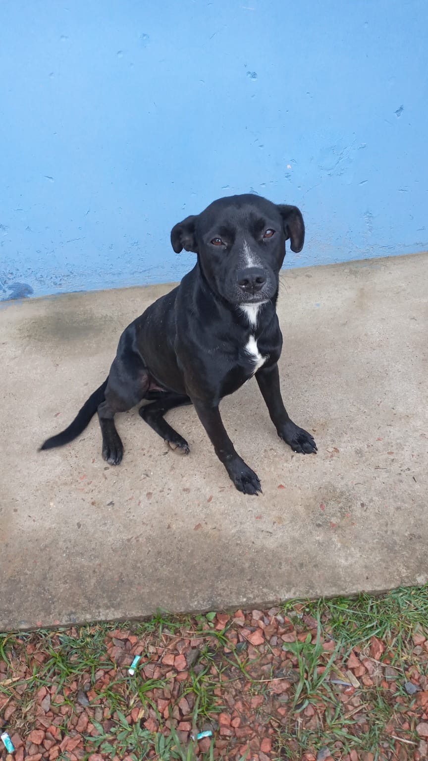 Portal Adocão Doa-se cachorra São José dos Pinhais 