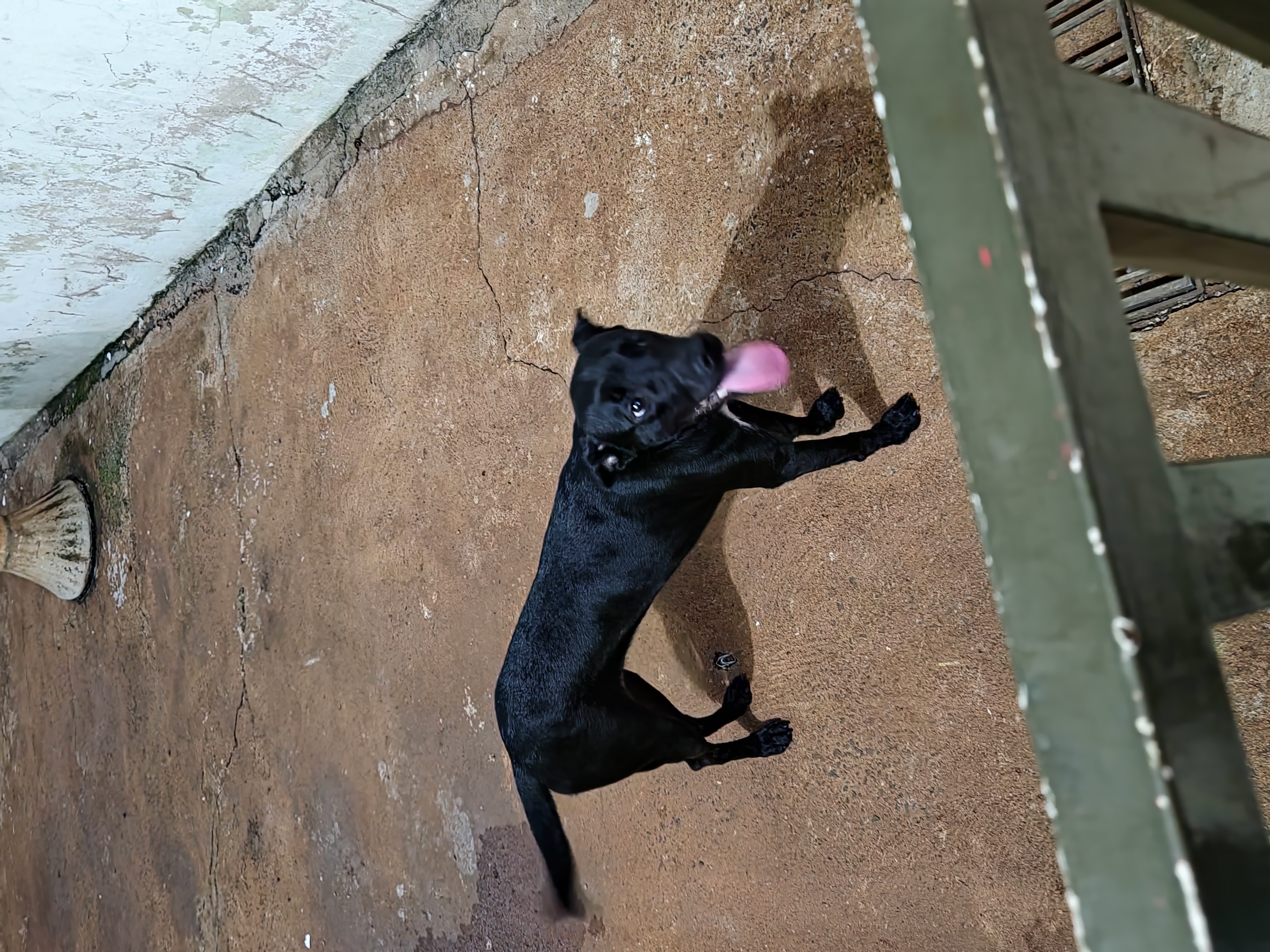 adoção de cachorro Nina Procura um Novo Lar Ribeirão Preto
