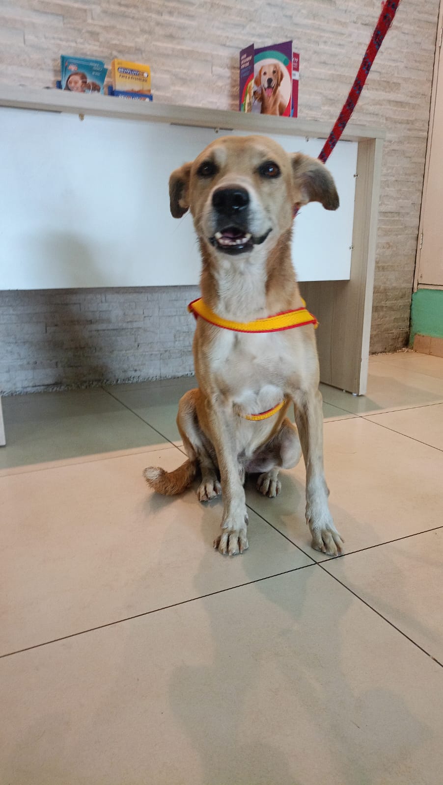 Portal Adocão CÃO DE GUARDA Manaus