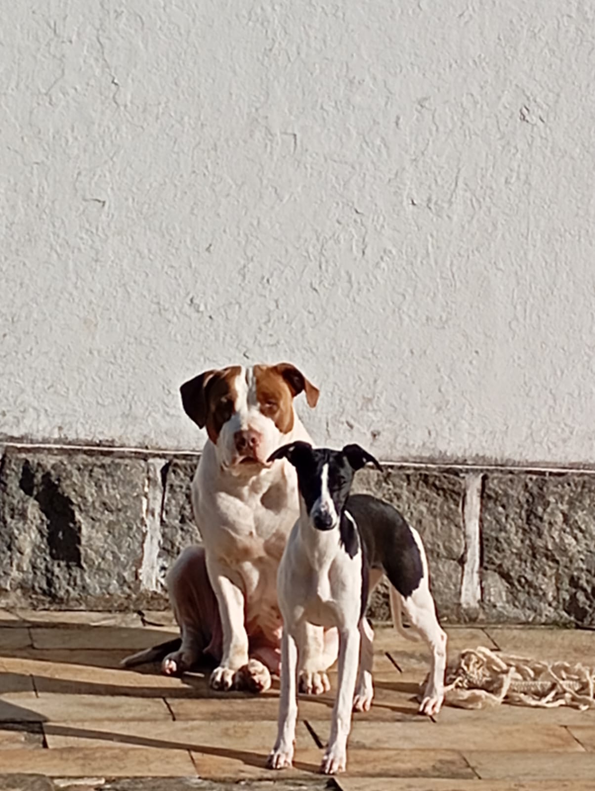 Portal Adocão 🐾 Doa-se Cadela Pit Monster – 3 anos 🐾 Teresopolis