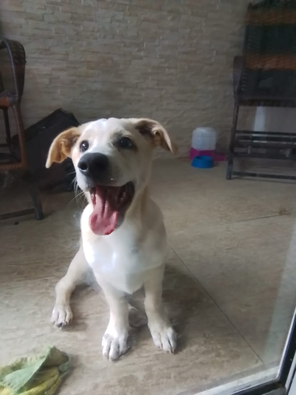 adoção de cachorro Doa-se filhote de lavrador mestiço São Paulo 
