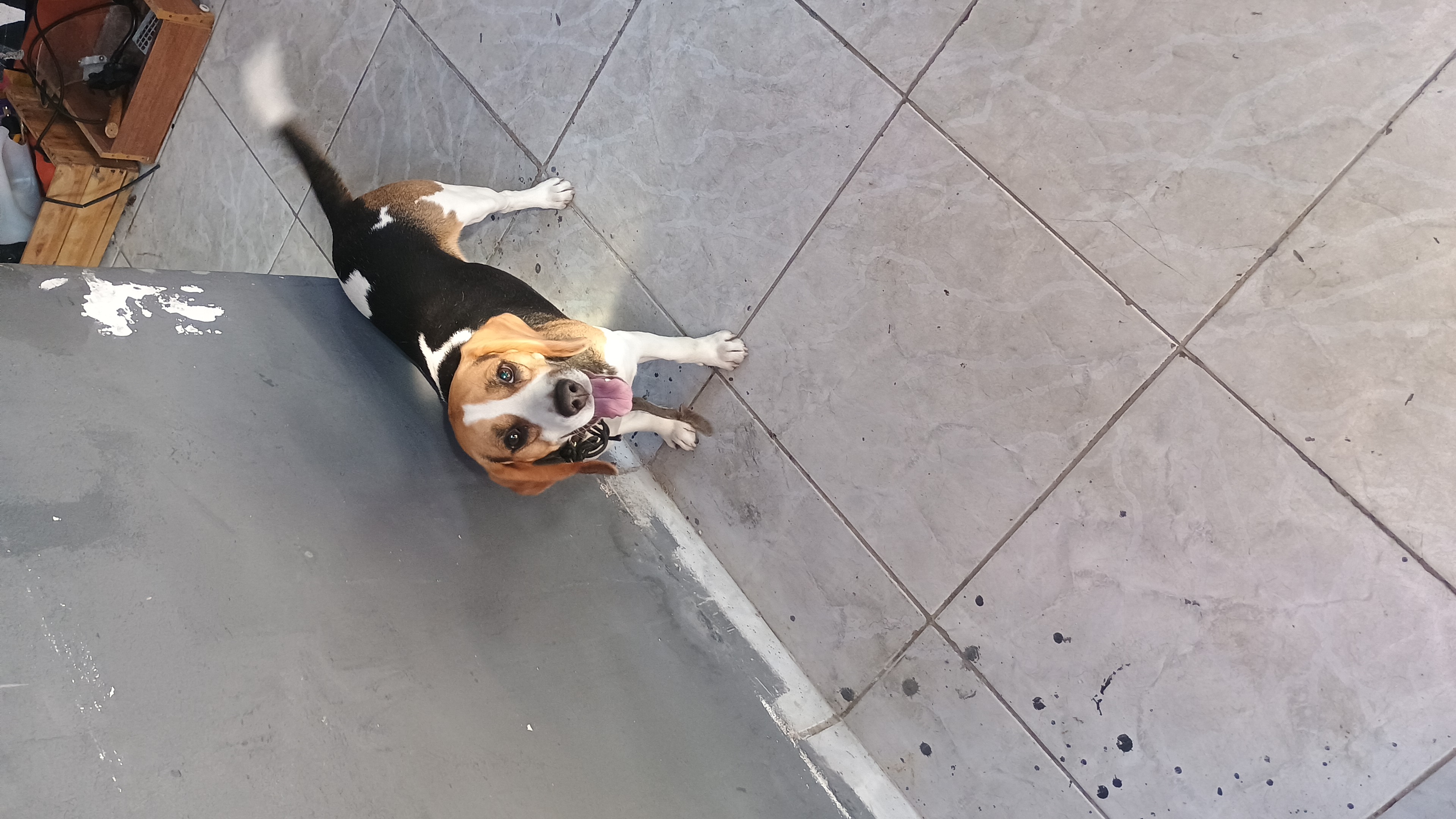 Portal Adocão Doação de um beagle São Paulo