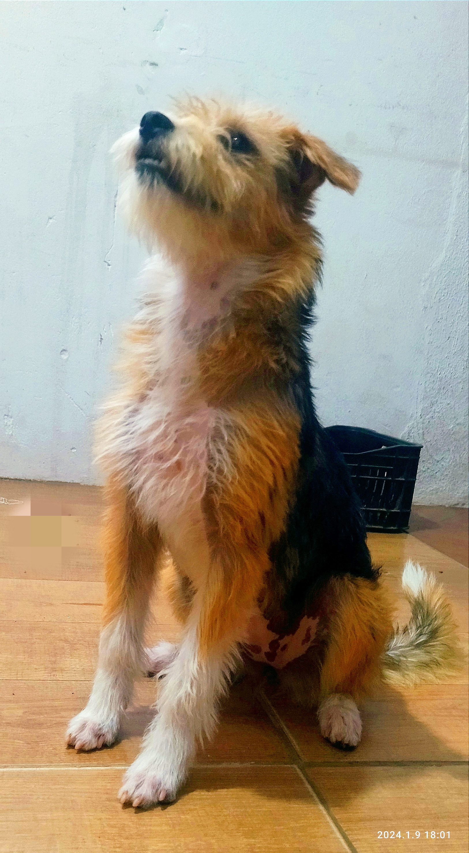 adoção de cachorro Doação de cachorro  Curitiba 
