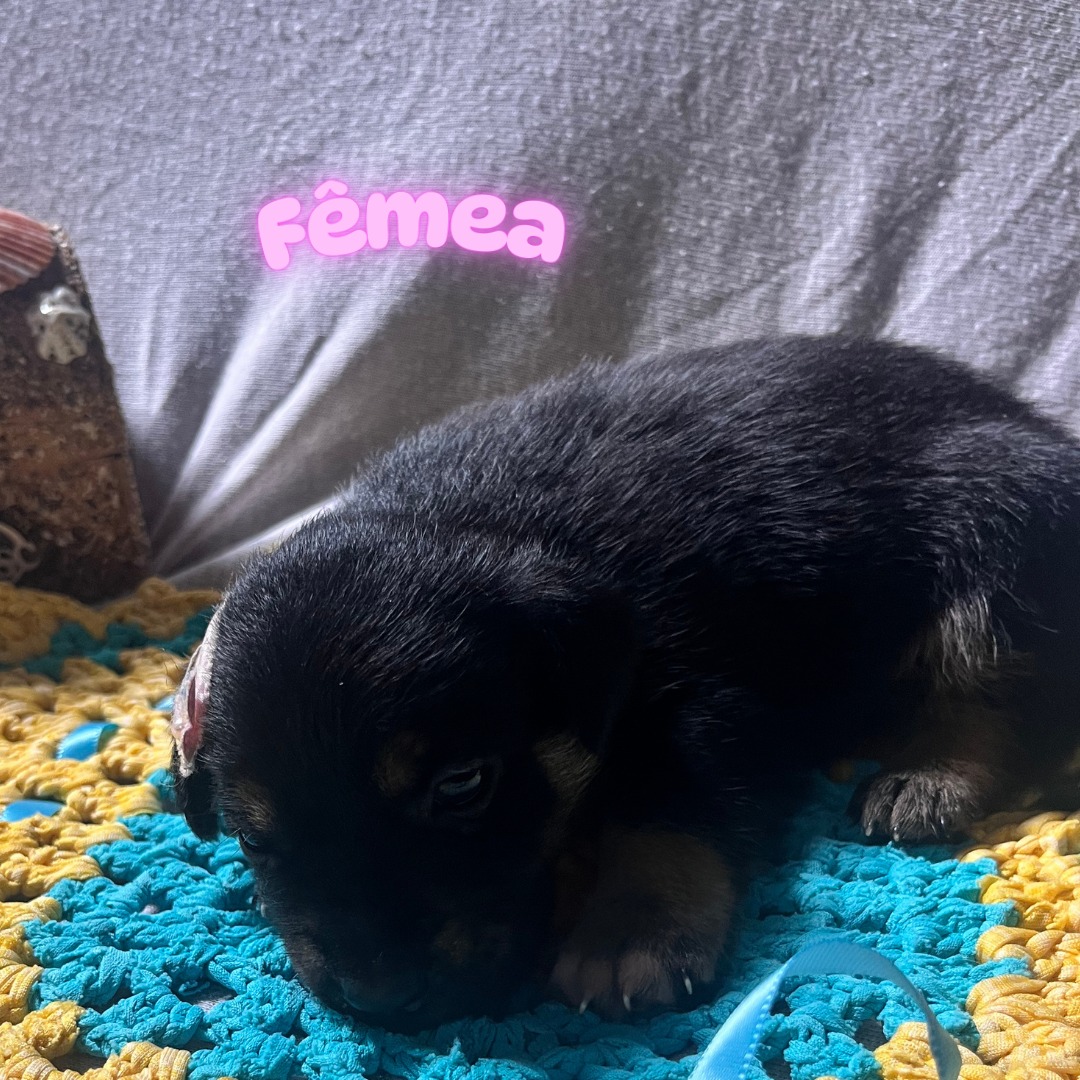 Portal Adocão Adoção Responsável: 7 Filhotes de Cachorro Para Doação Ananindeua