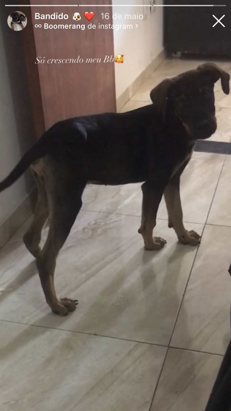 Portal Adocão Doação de um cachorro  Santa Luzia 