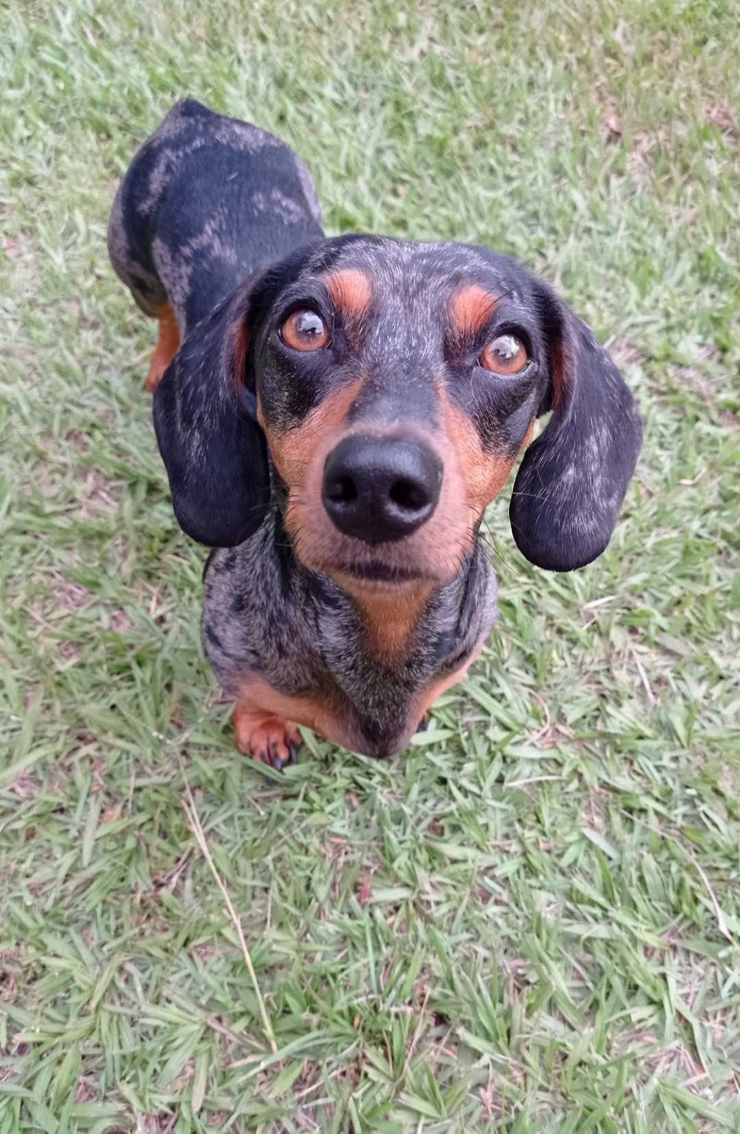 Portal Adocão Doando cachorro da raça salcicha Resende