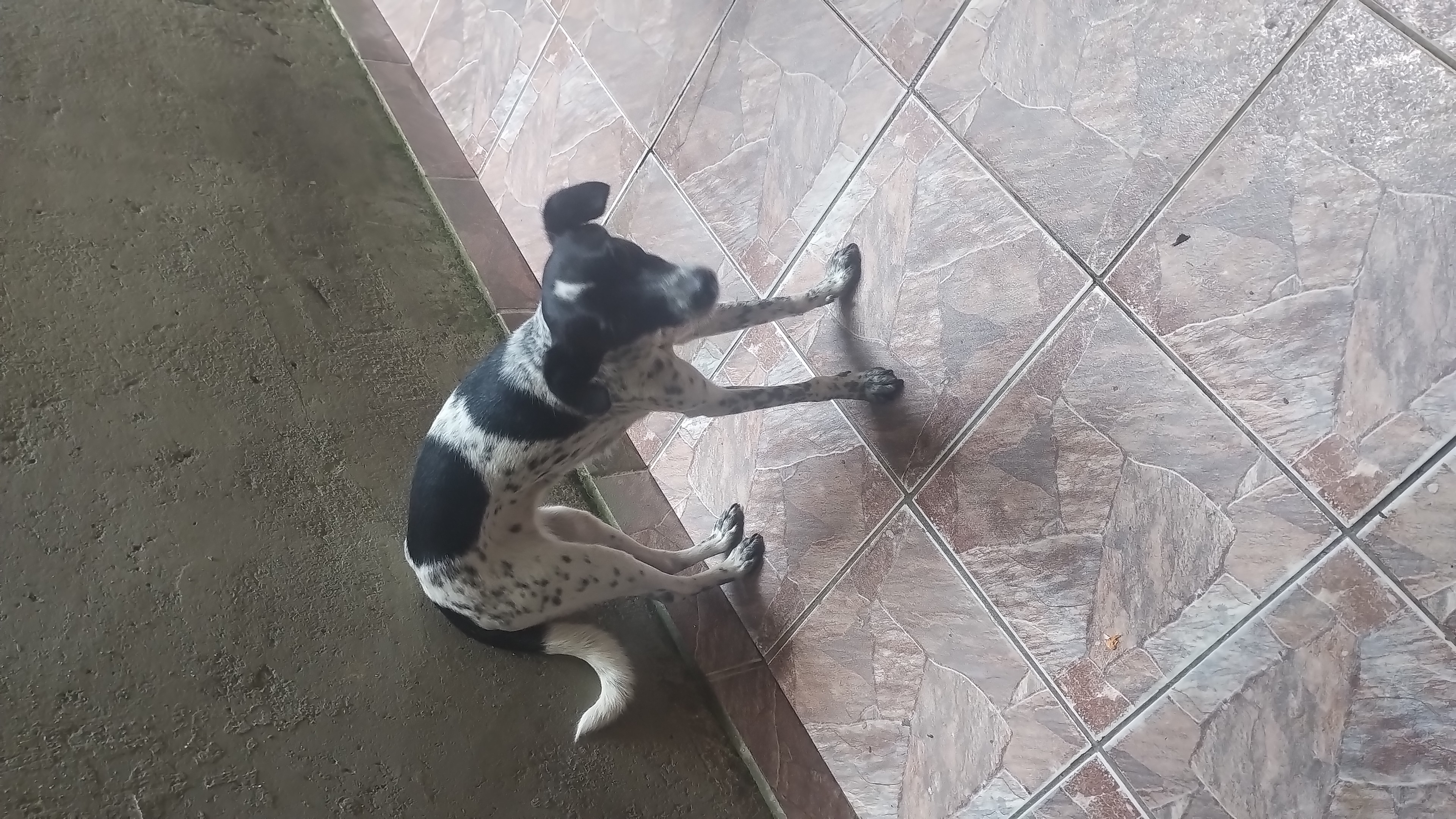 Portal Adocão Cachorra de 1 ano, porte medio Suzano