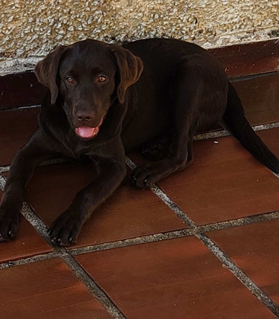Portal Adocão Labrador  São Paulo