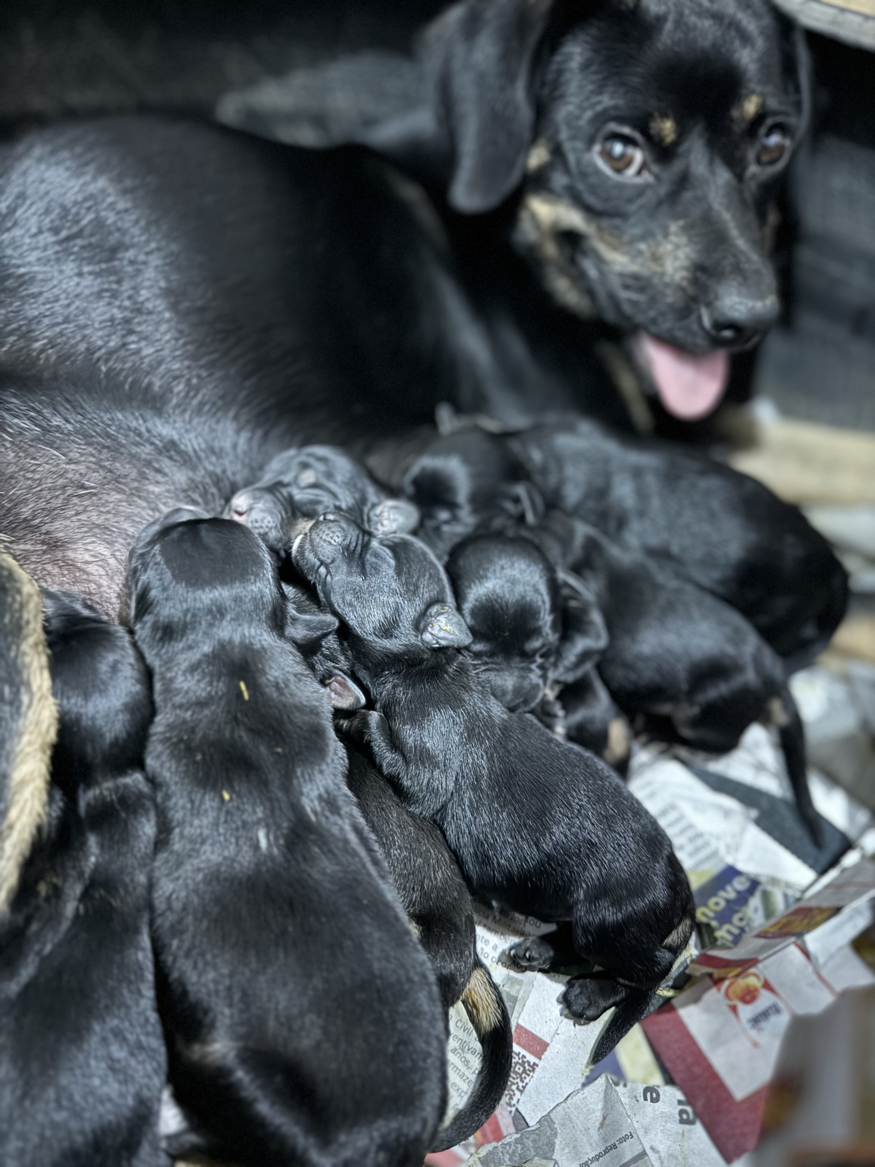 adoção de cachorro Filhotes recém nascidos - 3 fêmeas e 6 machos. Serão porte P com no max 10kg Pinhais