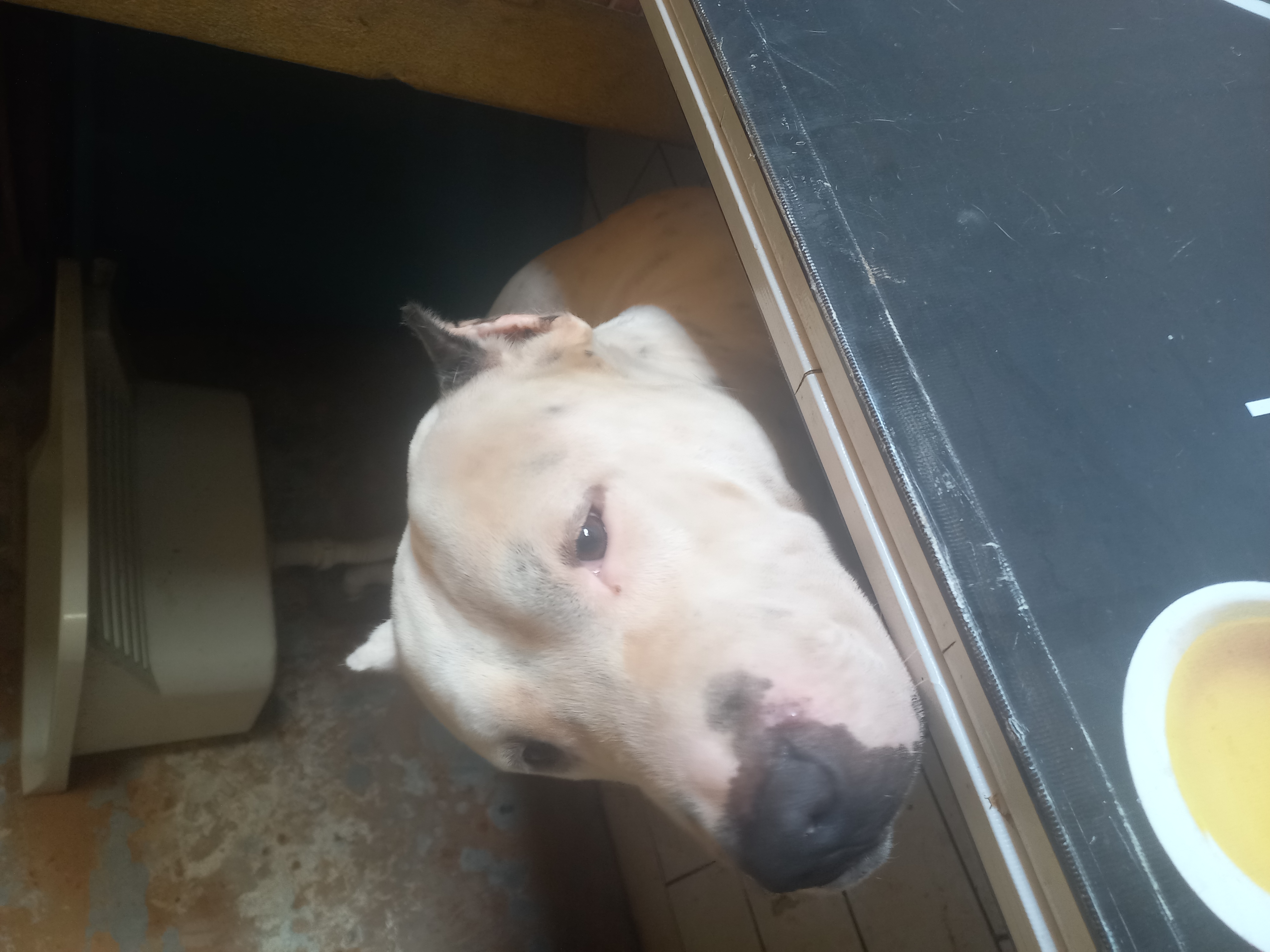 Portal Adocão Doação de um Pitbull  Salvador 