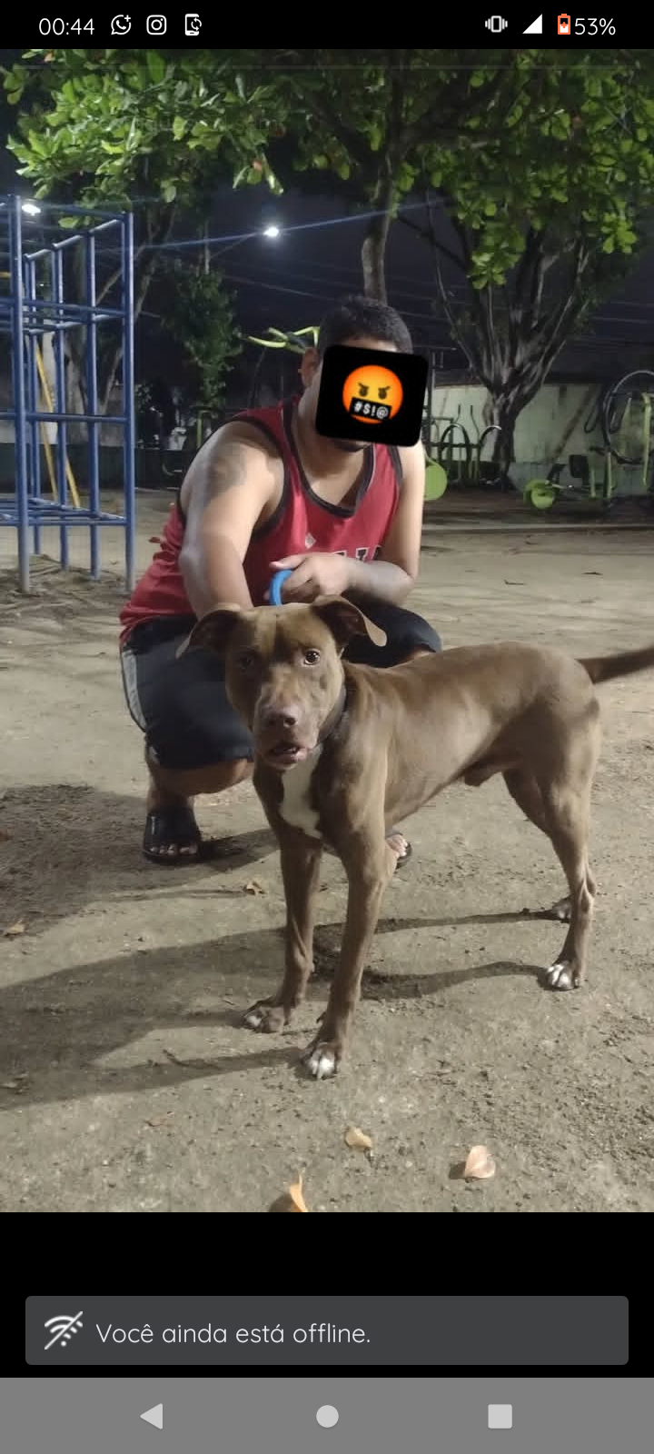 Portal Adocão doação dois cães mansos nova Iguaçu 