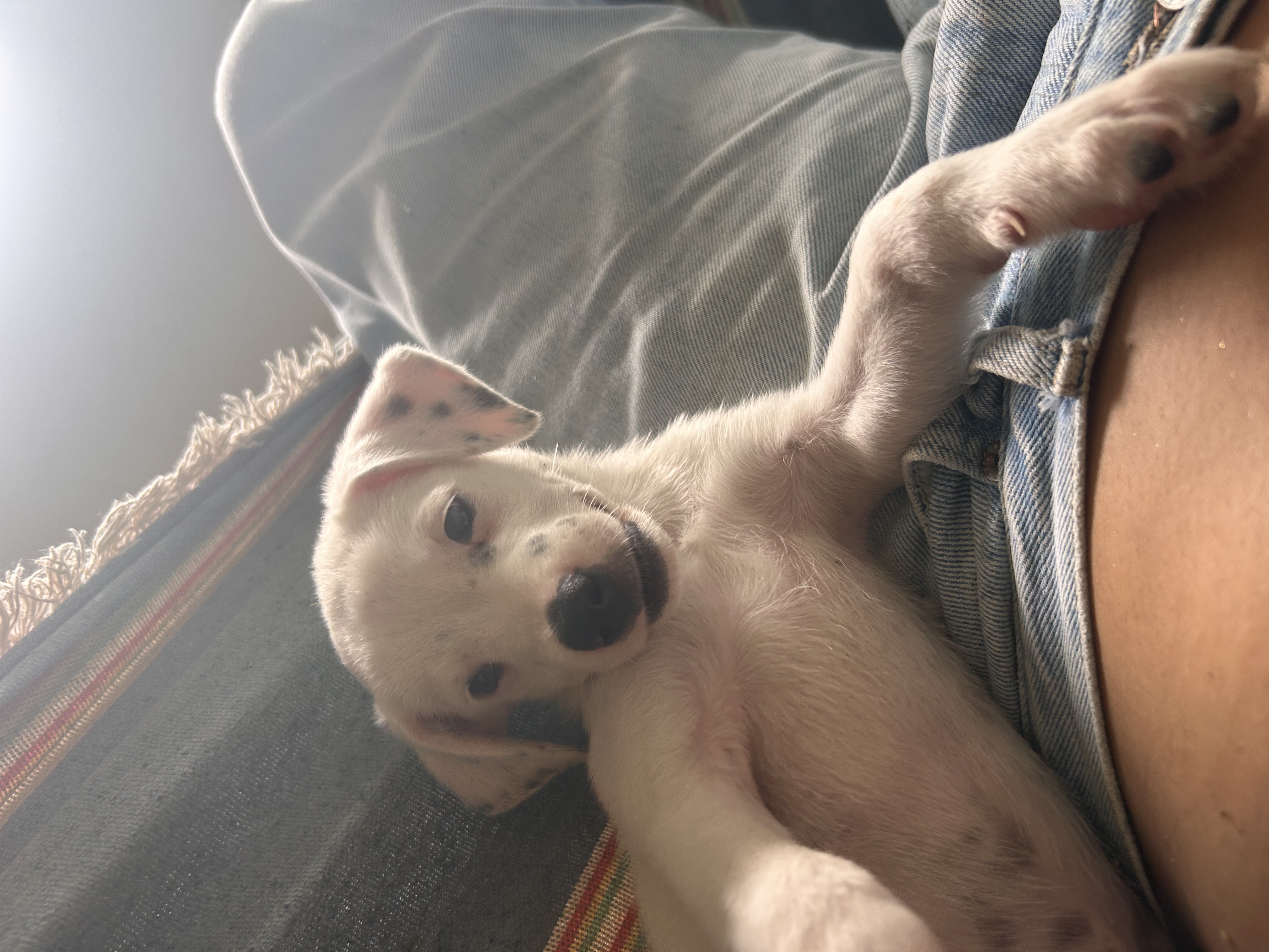 Portal Adocão cachorrinha 3 meses para adoçao jaboatao 