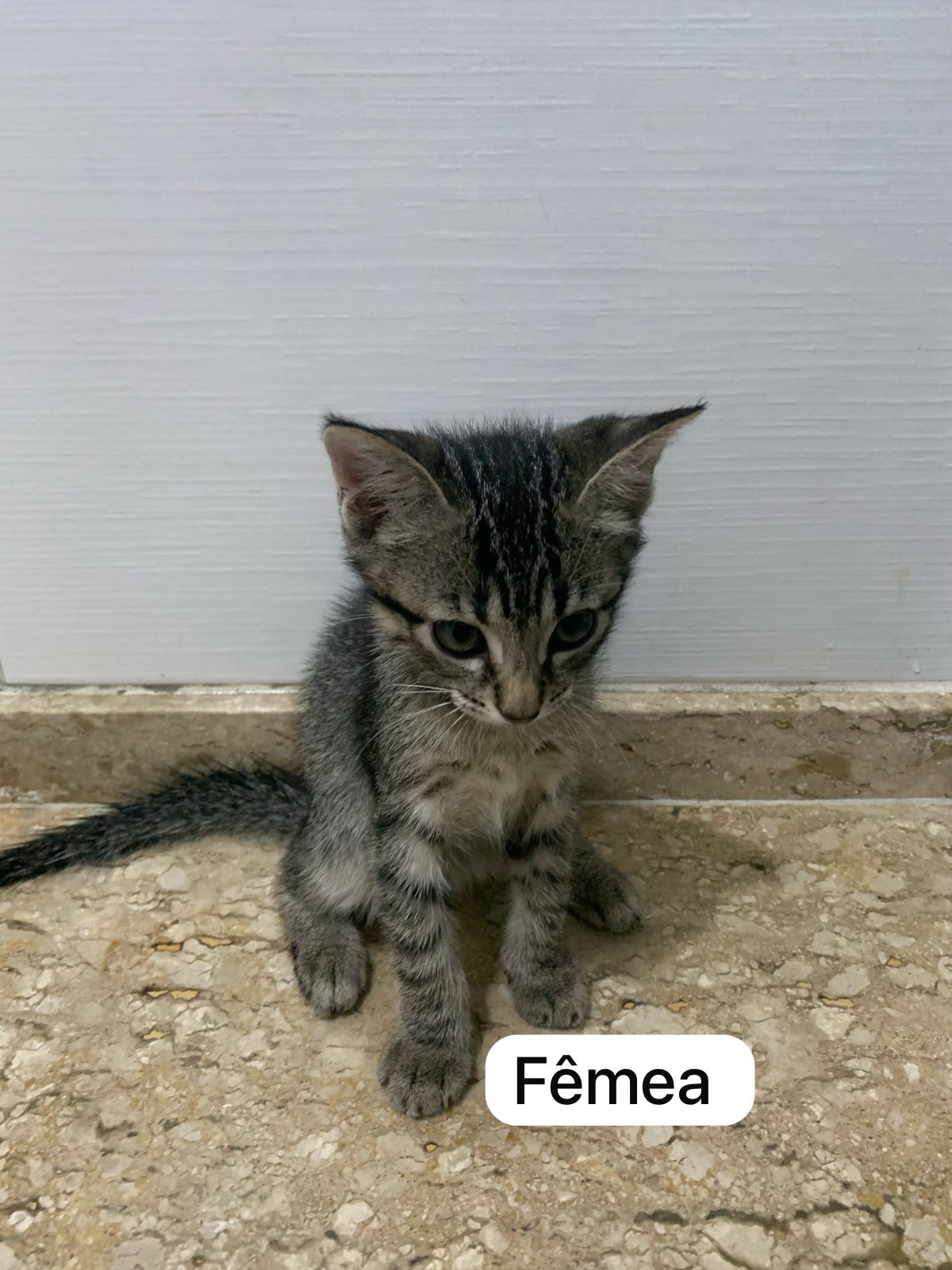Portal Adocão Doação de gatinhos Rio de Janeiro 