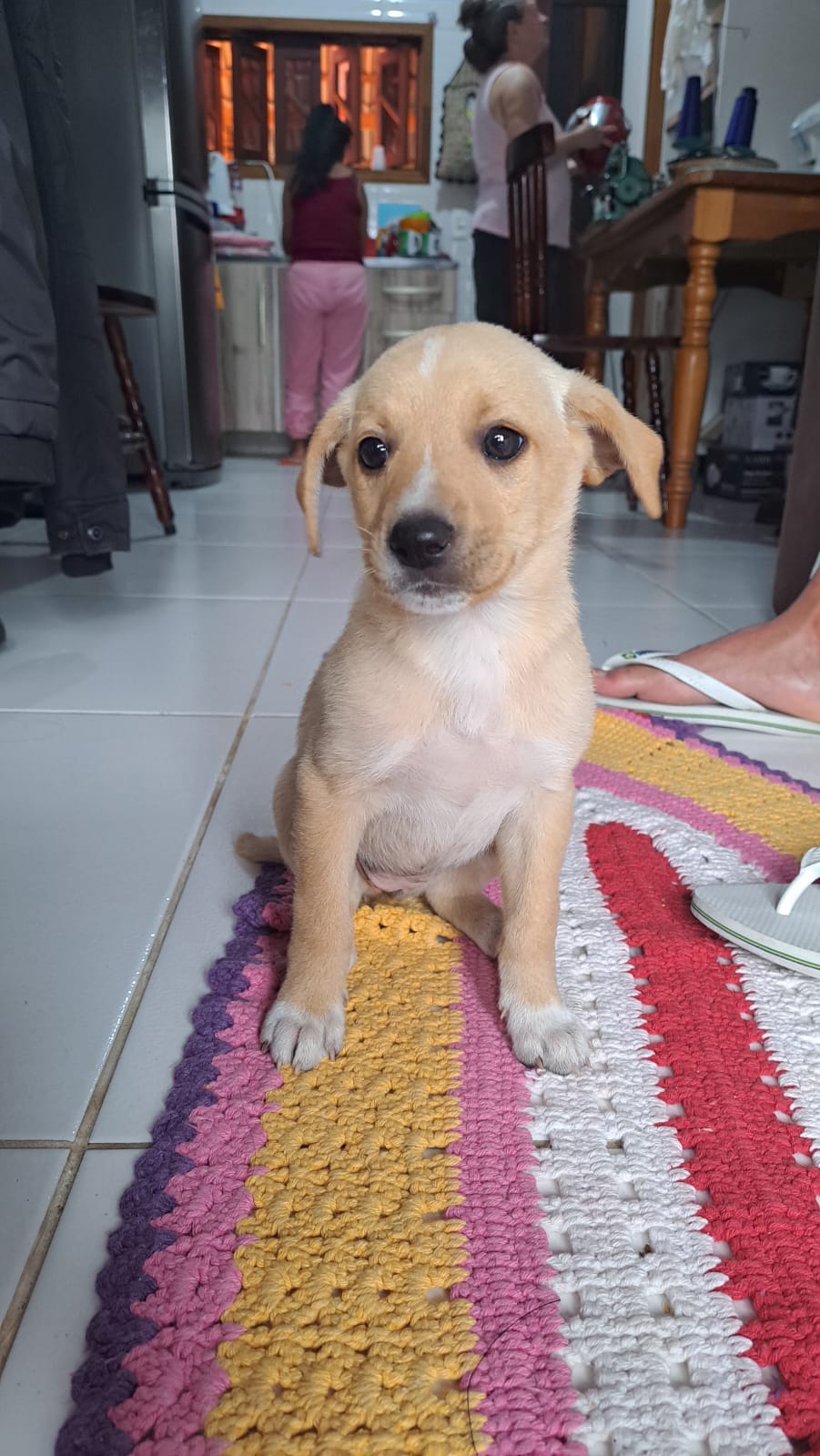 Portal Adocão Doação de cachorrinhos. Tijucas