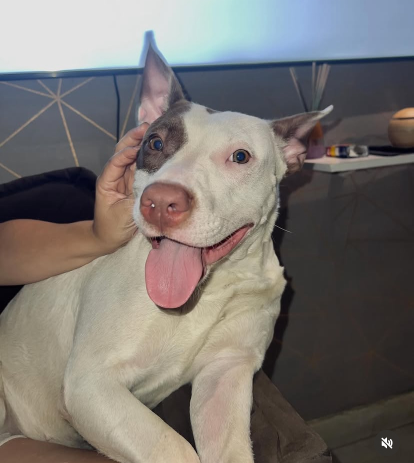 Portal Adocão Doação de Pet Aurora  Rio de Janeiro 