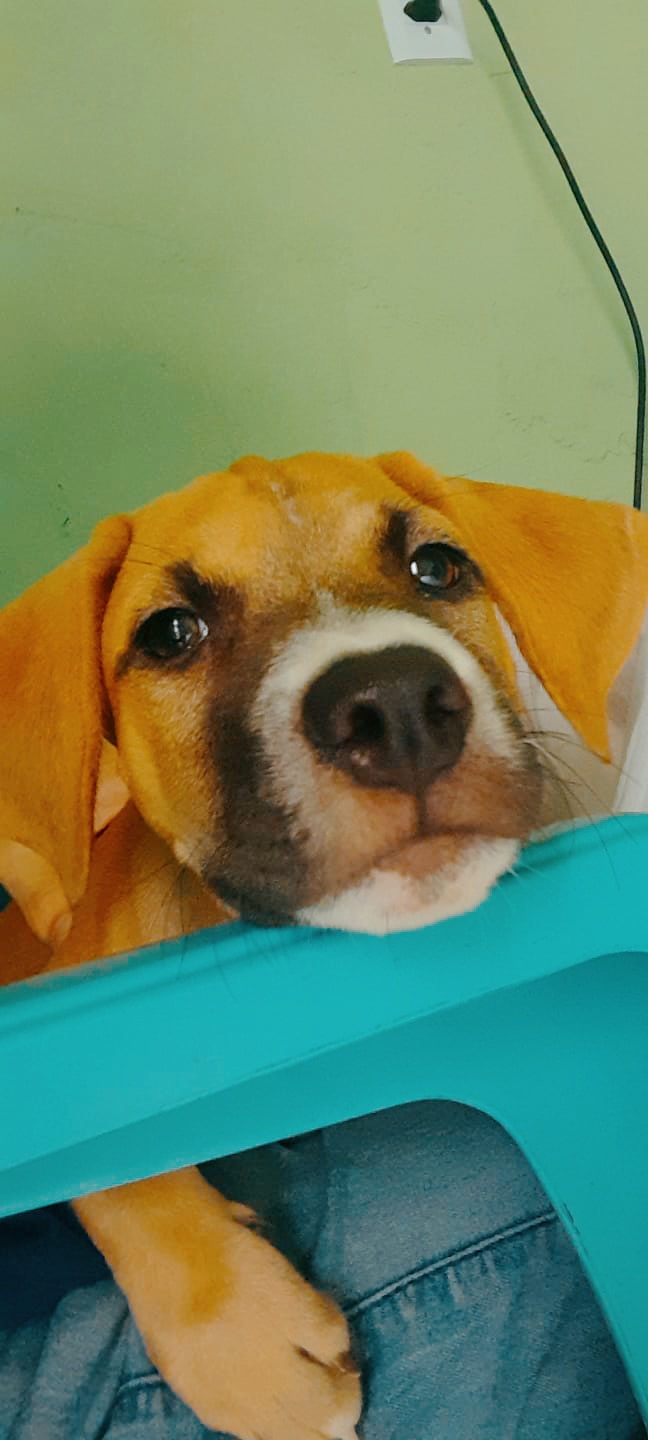 Portal Adocão Adoção  Sobral
