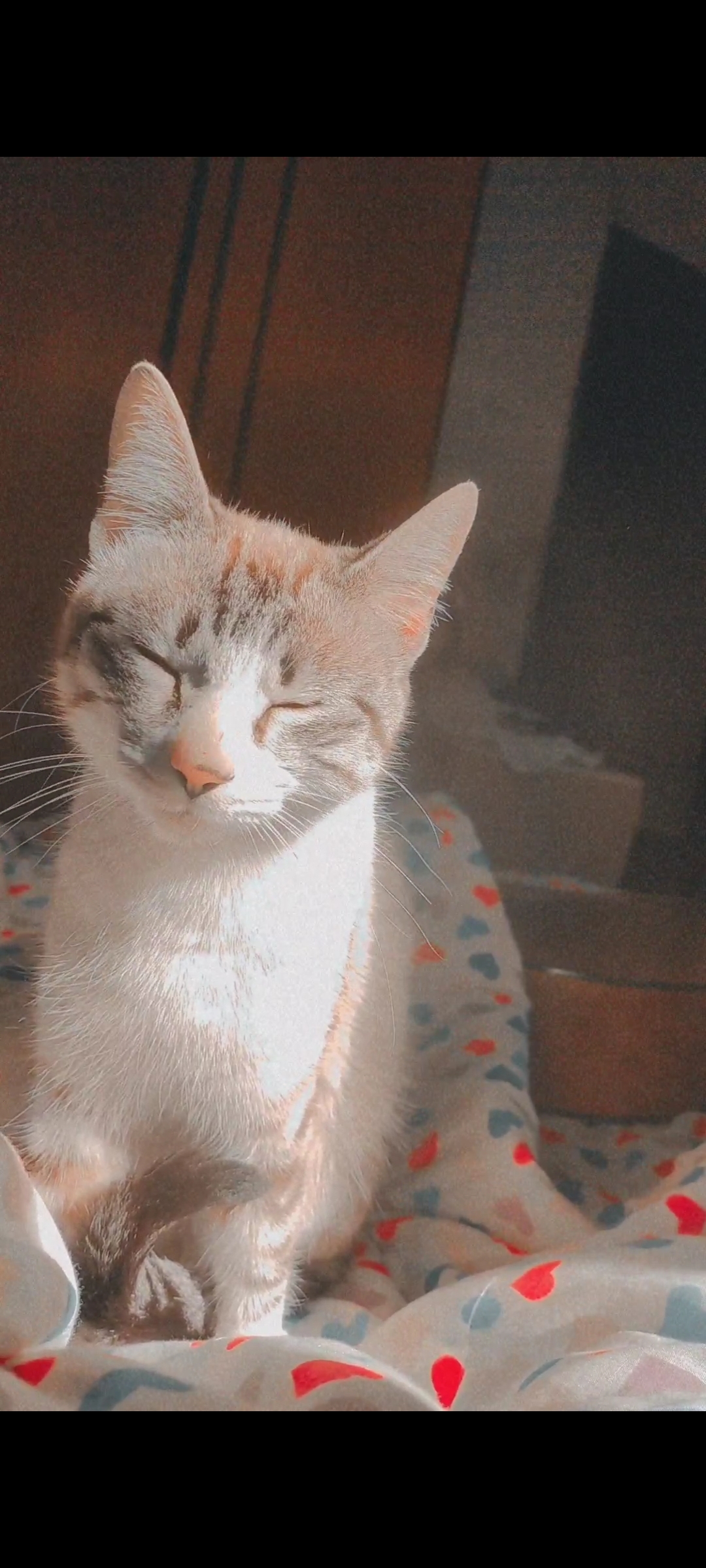 Portal Adocão Doação gatos Guarulhos