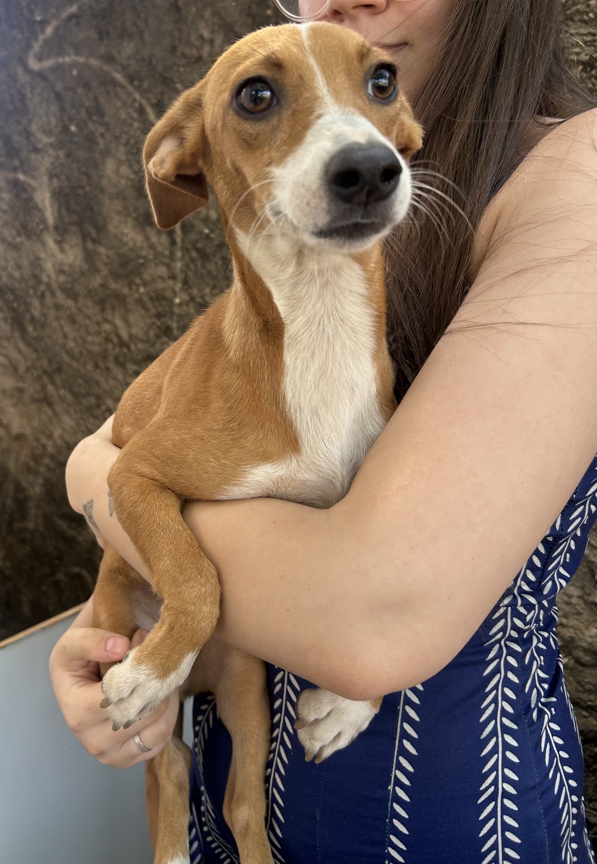 Portal Adocão Adoção cachorrinha fêmea  Goiânia 