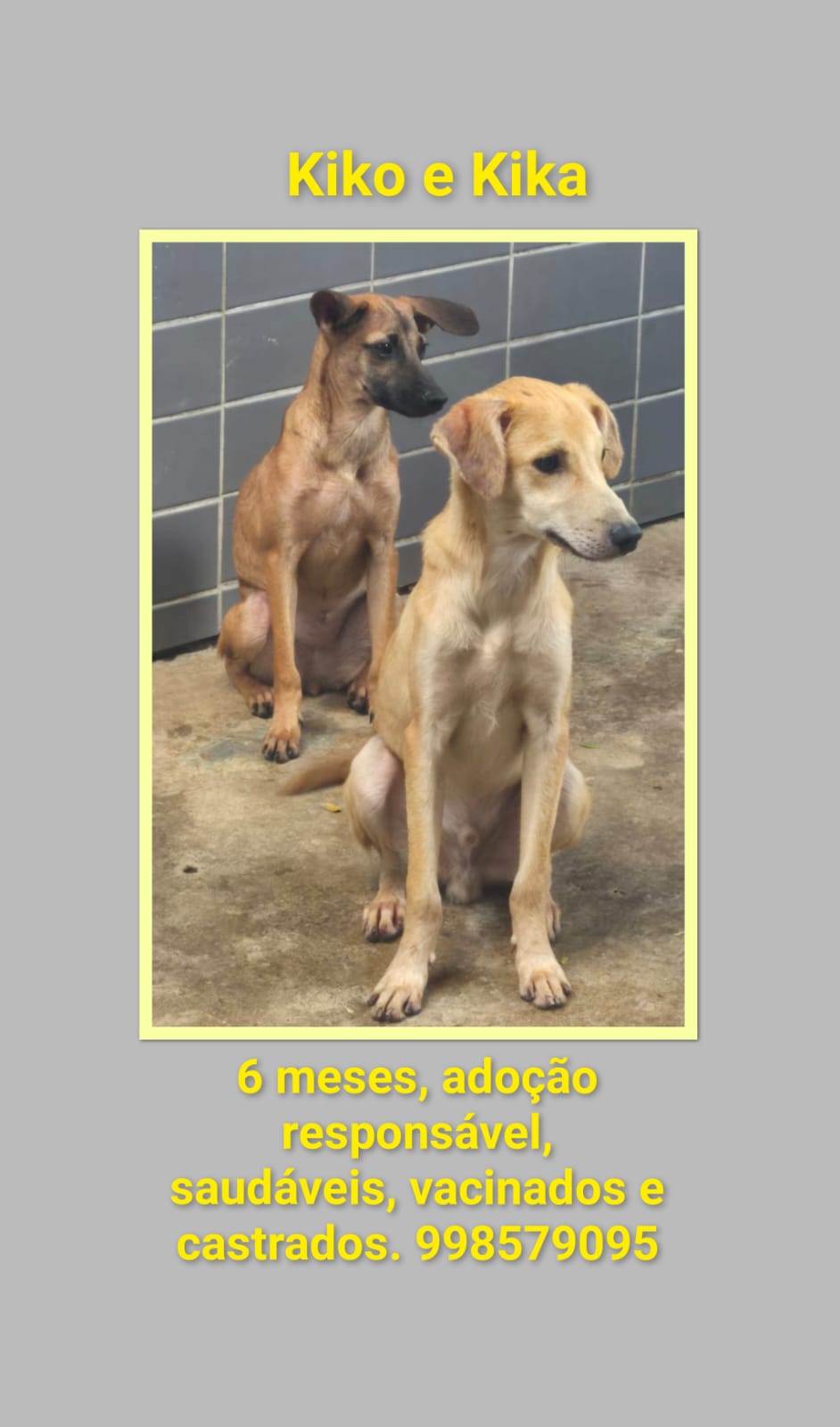 Portal Adocão ADOÇÃO RESPONSÁVEL  RECIFE