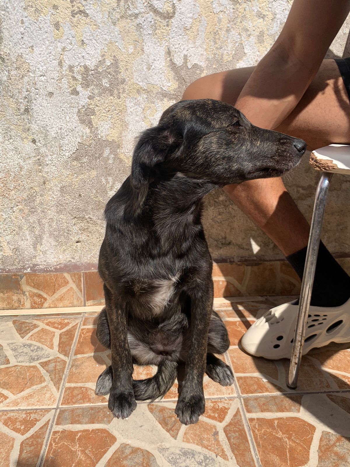 Portal Adocão Cachorrinha resgatada !  São Paulo 