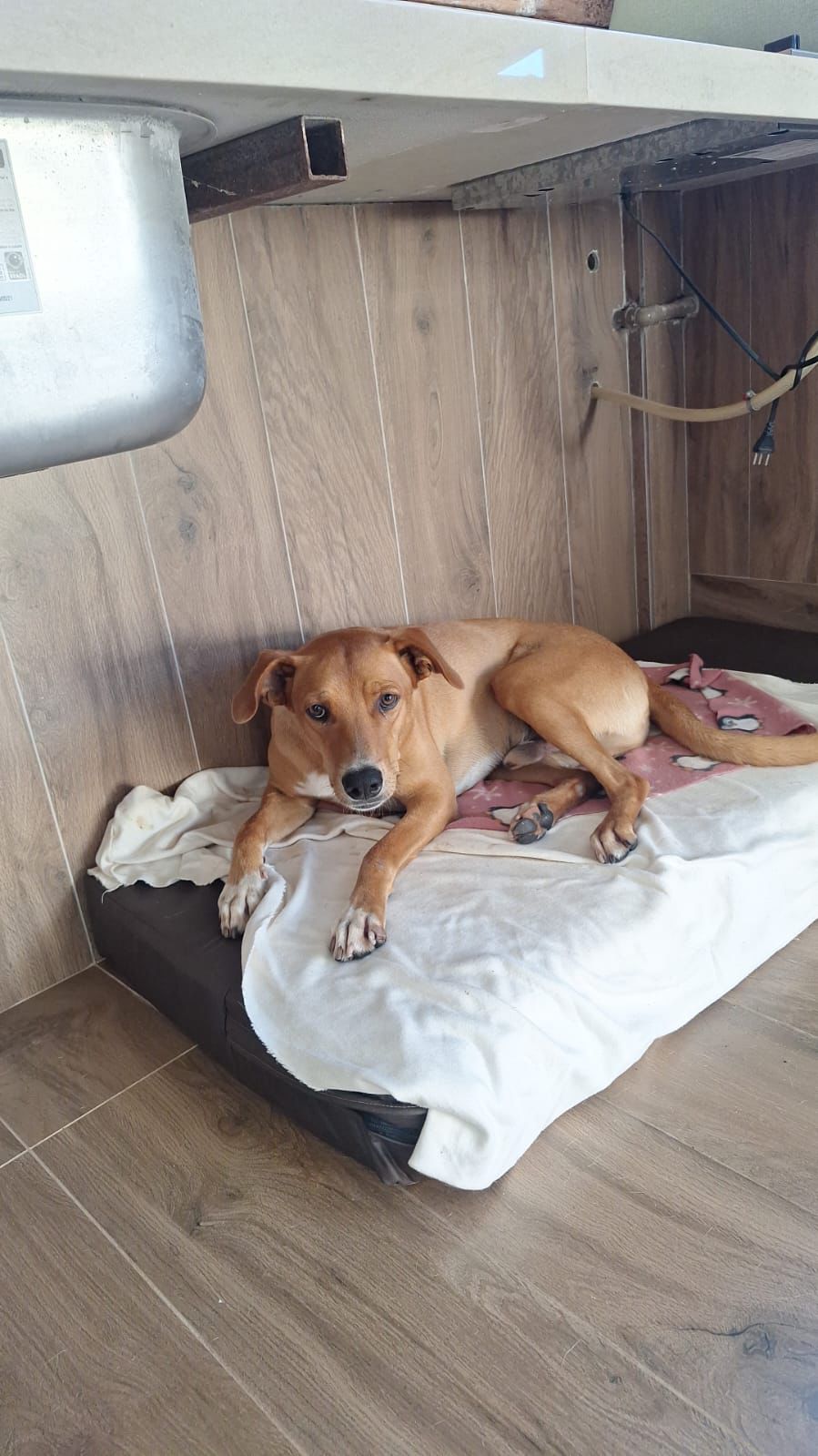 Portal Adocão Adoção Cachorro Macho Goiânia