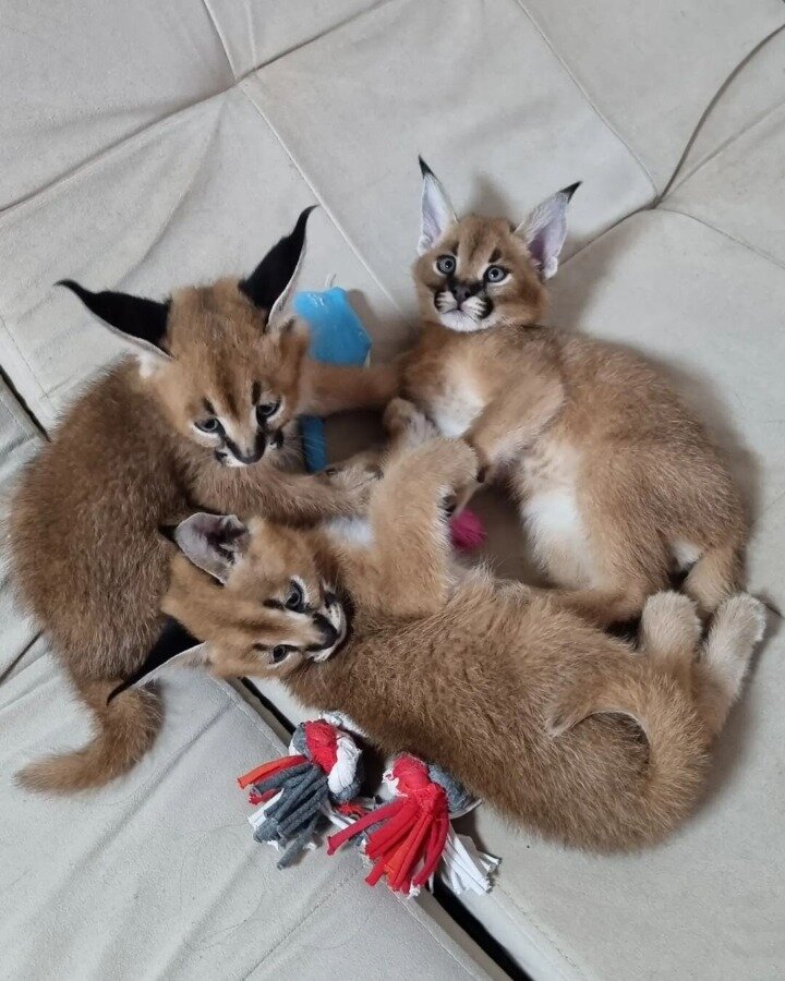 Portal Adocão Adoráveis ​​gatinhos Serval, Caracal e Savannah disponíveis Rio de Janeiro