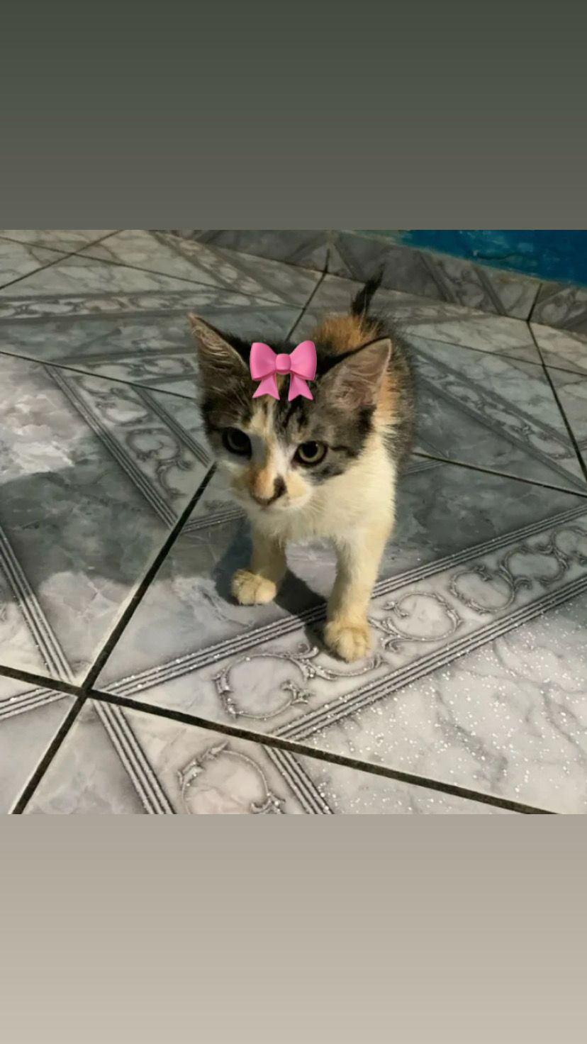 Portal Adocão Gatinhos para adoção Recife 