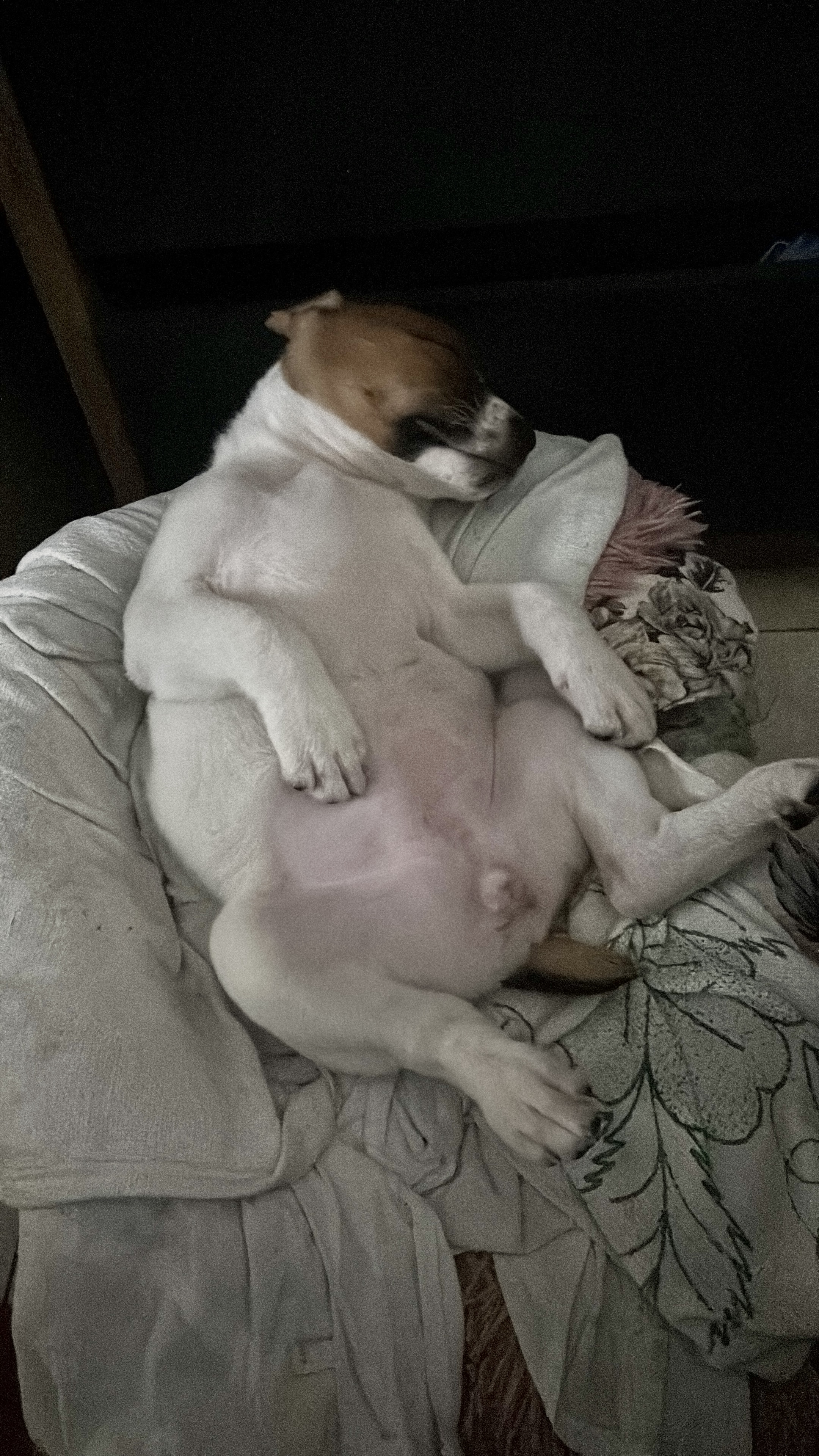 Portal Adocão Venda de 1 filhote fêmea jack russell terrier São Paulo 