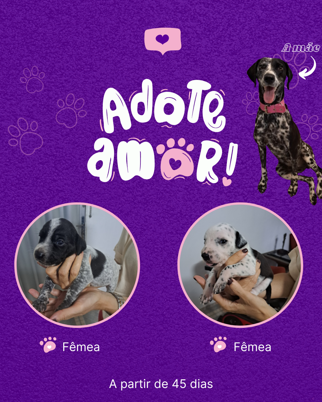Portal Adocão Filhotes meio dálmata  Fortaleza