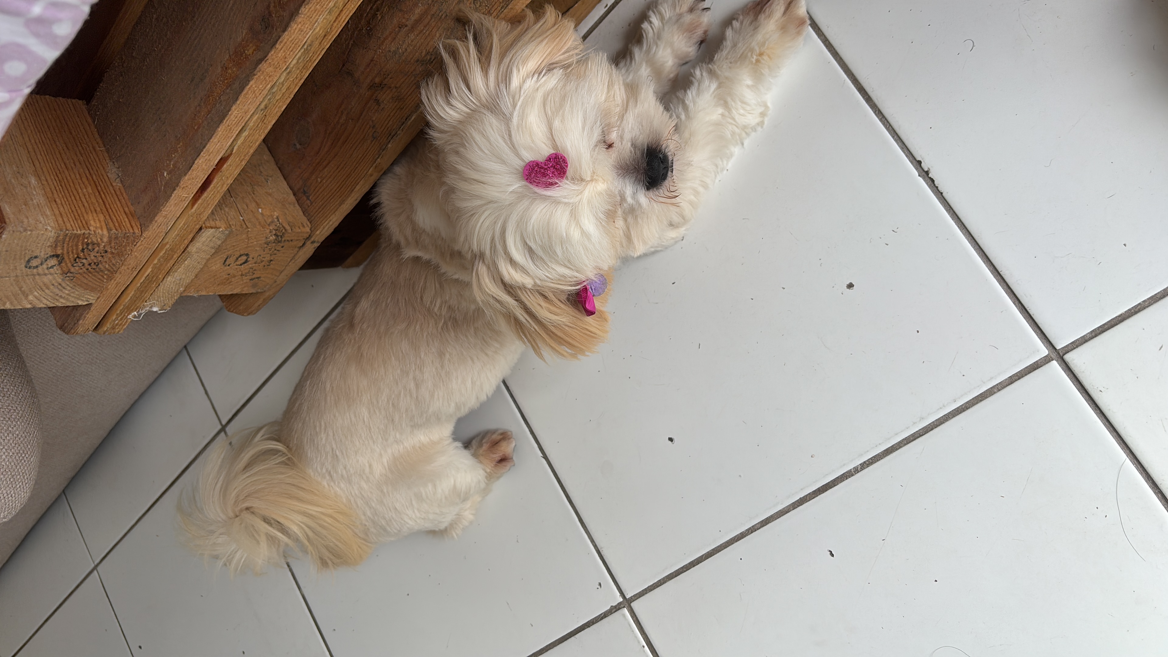 Portal Adocão Lhasa Apso para adoção  São Paulo 