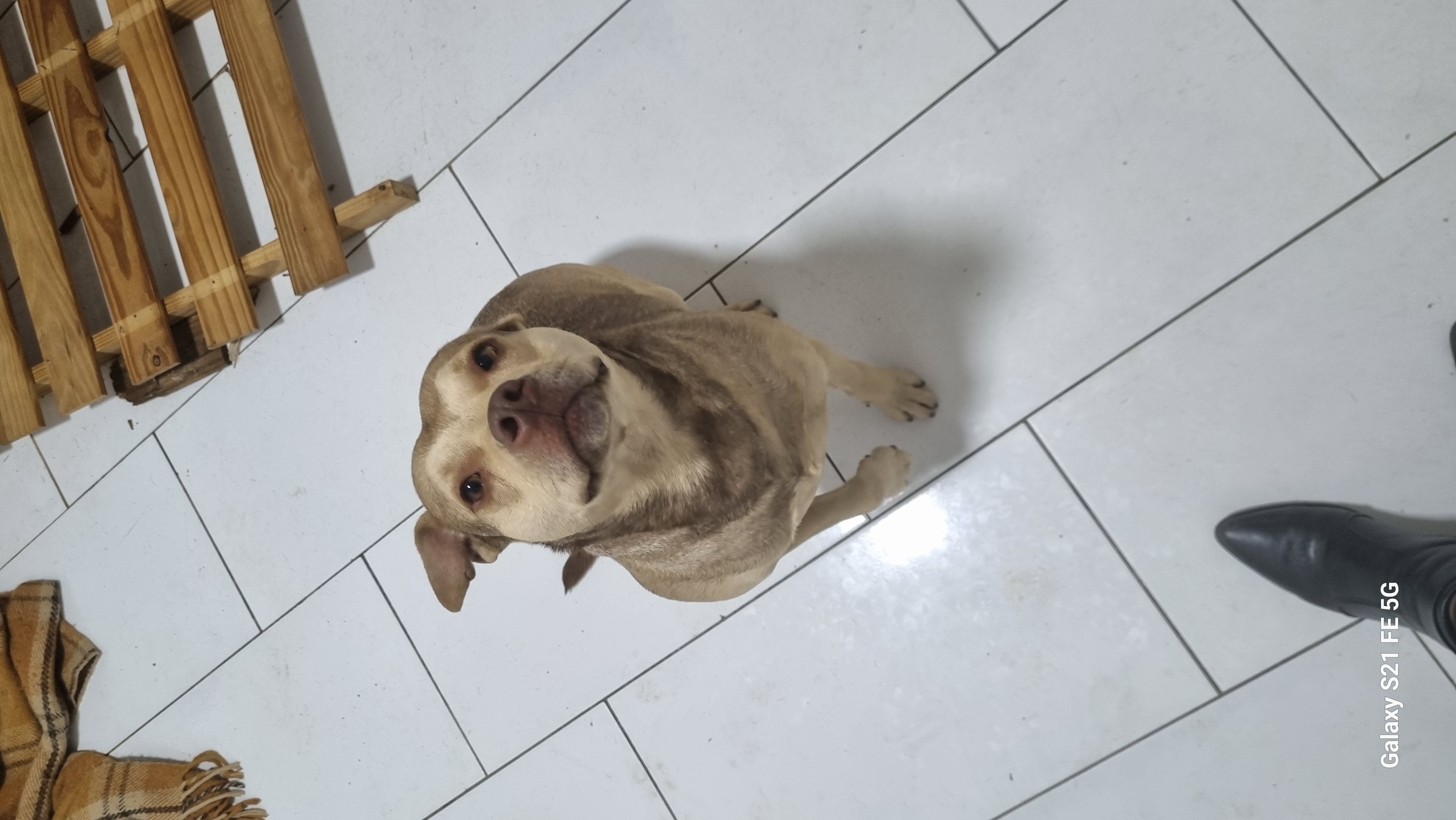 Portal Adocão doa-se cadela mestiça Pitbull Curitiba 