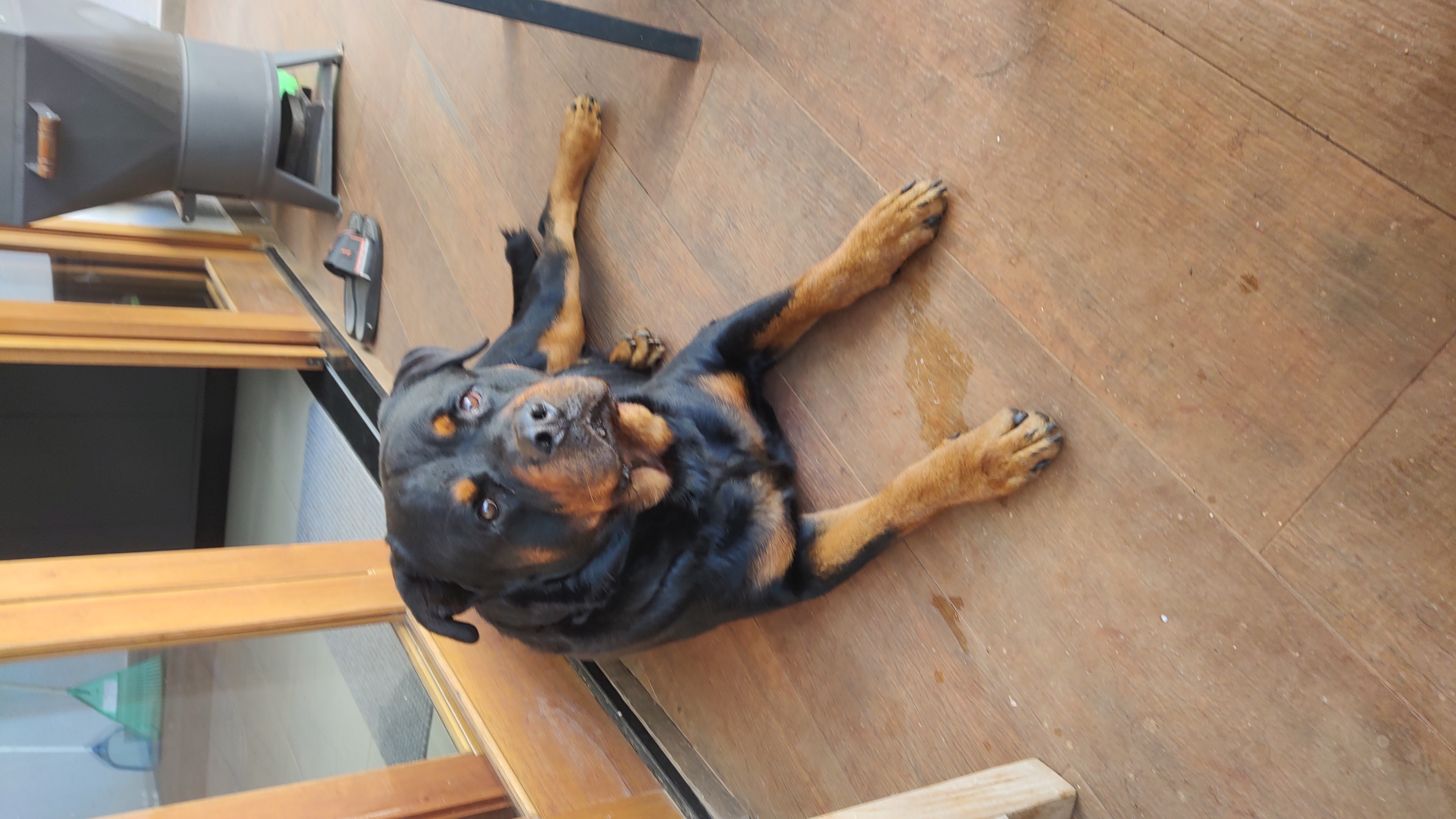 Portal Adocão Rottweiler 3.5 Anos Macho Piracicaba 