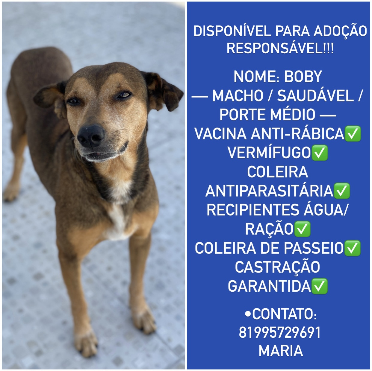 Portal Adocão Disponível para adoção responsável! Recife