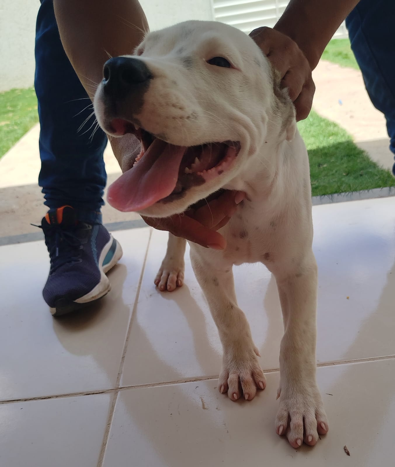 Portal Adocão Vendo Dogo argentino  Fortaleza