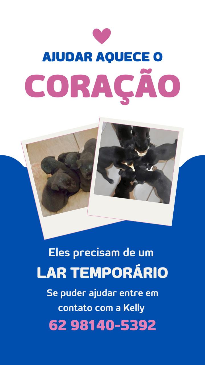 Portal Adocão Adoção de filhotes Goiânia 