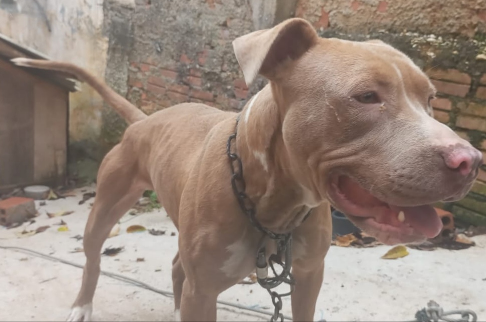 Portal Adocão Doação de fêmea de Pitbull  Almirante Tamandaré 