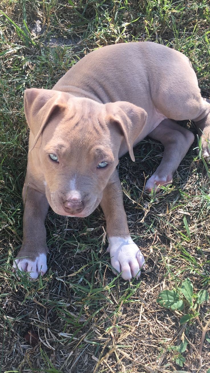 Portal Adocão 2 filhotes de Pitbull  Volta redonda, Resende, Barra Mansa 