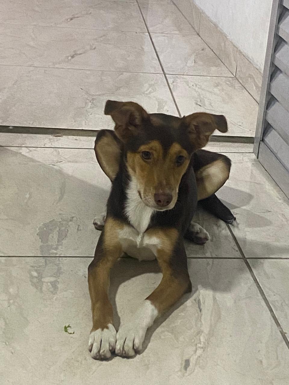 Portal Adocão Preciso de um lar São Paulo